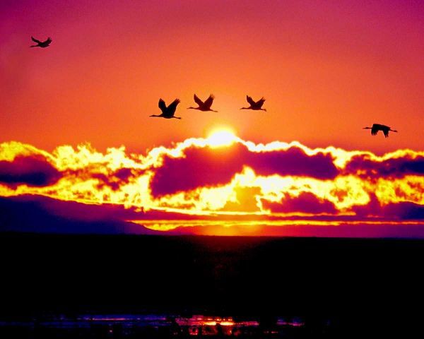New Mexico Sandhill cranes flying through sunset